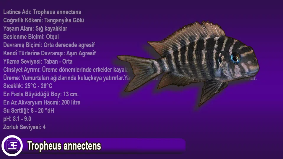 Tropheus annectens