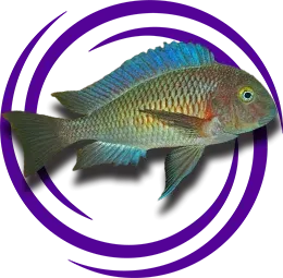 Tropheus moorii Chaitika (Blue Rainbow)