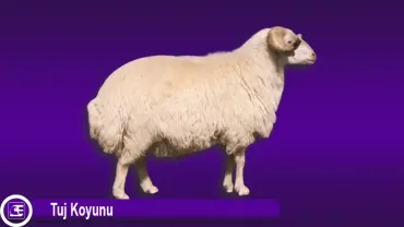 Tuj Koyunu