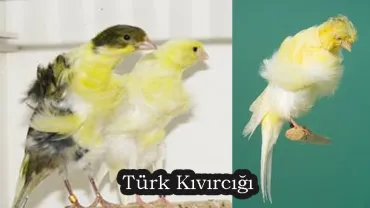 Türk Kıvırcığı
