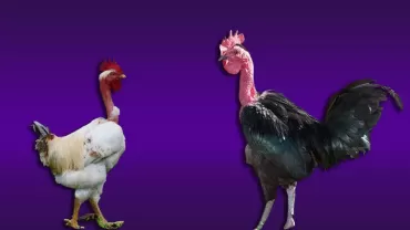Türken Tavuk