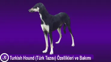 Türk Tazısı