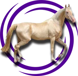 Türkmen Atı (Akhal-Teke)