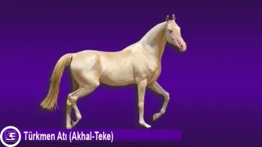 Türkmen Atı (Akhal-Teke)