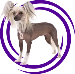 Tüysüz Çin Köpeği (Chinese Crested)
