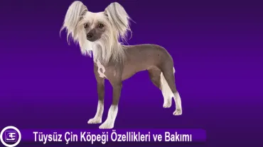 Tüysüz Çin Köpeği (Chinese Crested)