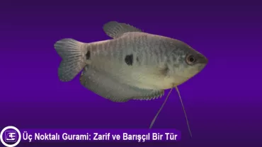 Üç Noktalı Gurami (Trichopodus trichopterus)