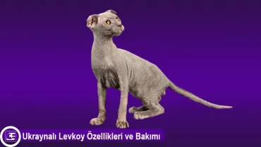 Ukraynalı Levkoy