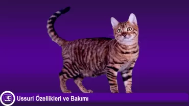 Ussuri