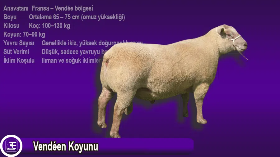 Vendéen Koyunu