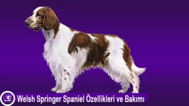 Welsh Springer Spaniel