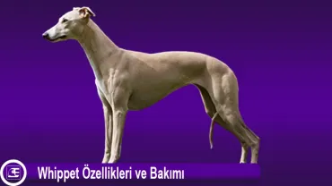 Whippet