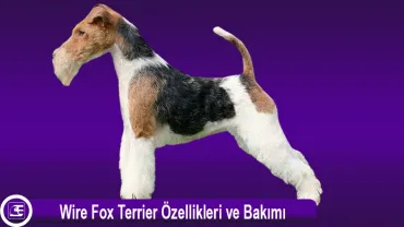 Tel Tüylü Tilki Teriyeri (Wire Fox Terrier)