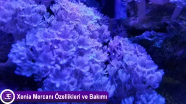 Xenia Mercanı