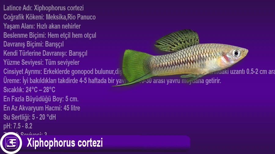 Xiphophorus cortezi