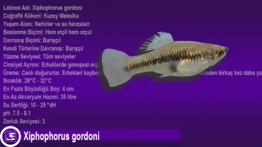 Xiphophorus gordoni