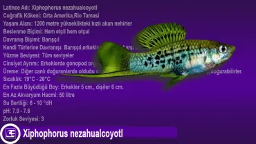 Xiphophorus nezahualcoyotl