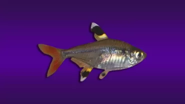 Pristella maxillaris (X-Işını (Pristella) Tetra)