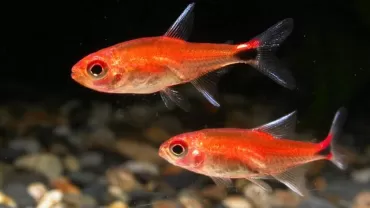 Yakut Tetra (Axelrodia riesei)