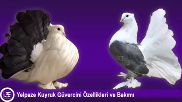 Yelpaze Kuyruk (Sepet Kuyruk)