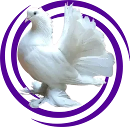 Yelpaze Kuyruk (Sepet Kuyruk)