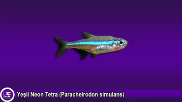 Paracheirodon simulans (Yeşil Neon Tetra)