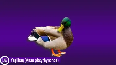 Yeşilbaş Ördek