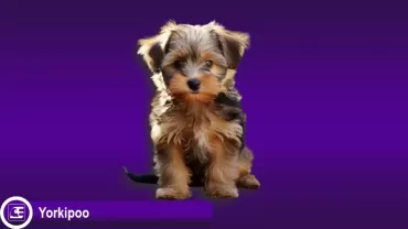 Yorkipoo