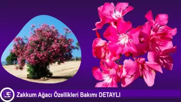 Zakkum Ağacı