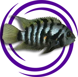 Zebra Ciklet (Amatitlania nigrofasciata)