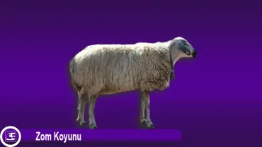 Zom Koyunu
