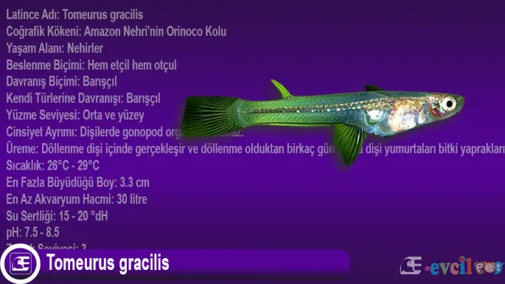 Tomeurus gracilis