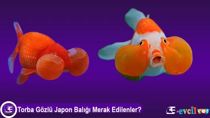 Torba Gözlü (Balon Yanaklı) Japon Balığı