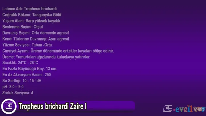Tropheus brichardi Zaire I Bakımı ve Özellikleri