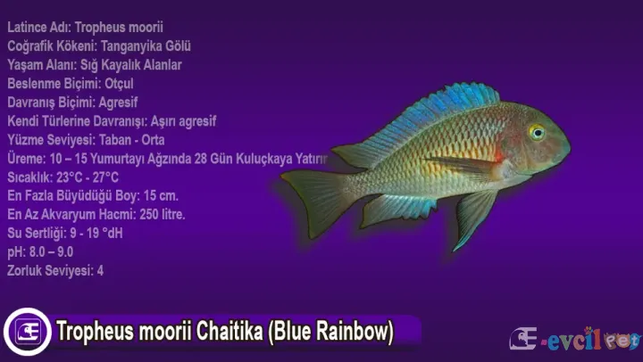 Tropheus moorii Chaitika (Blue Rainbow)