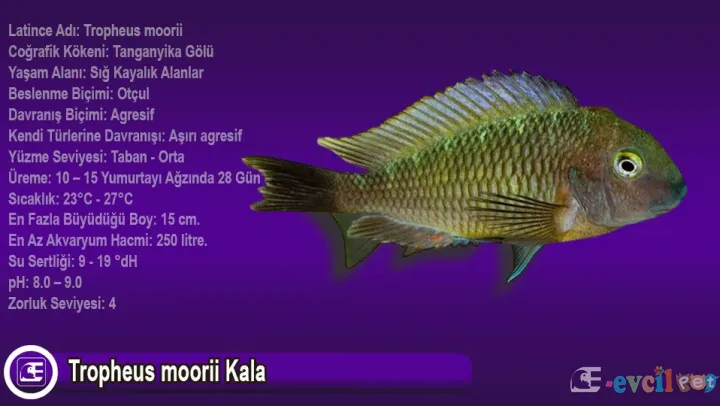 Tropheus Moorii Kala Bakımı ve Özellikleri Rehberi
