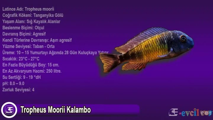 Tropheus Moorii Kalambo