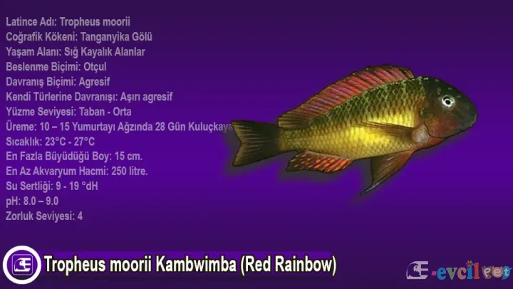 Tropheus Moorii Kambwimba