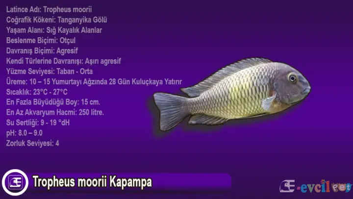 Tropheus moorii Kapampa