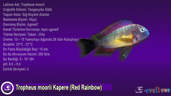 Tropheus Moorii Kapere (Red Rainbow) Bakımı ve Özellikleri