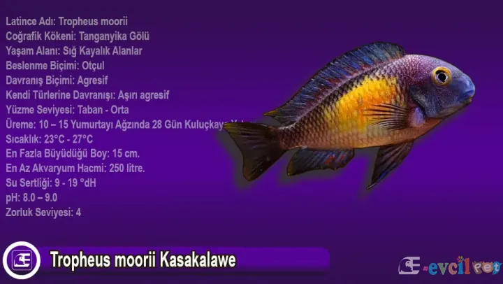 Tropheus moorii Kasakalawe