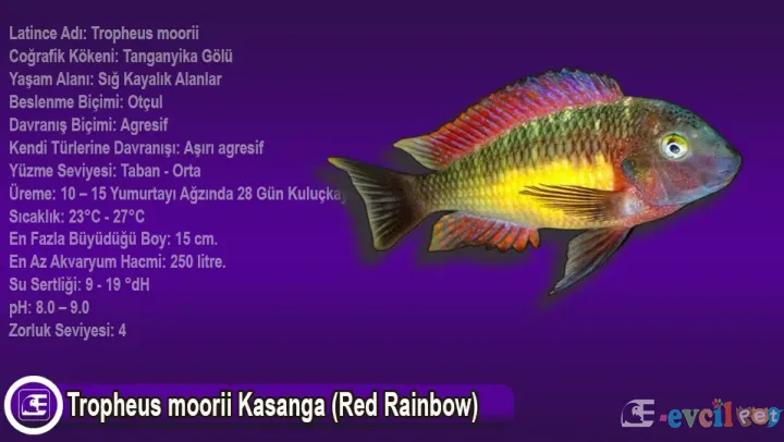 Tropheus moorii Kasanga (Red Rainbow)
