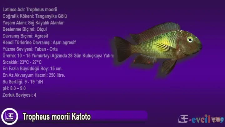 Tropheus Moorii Katoto