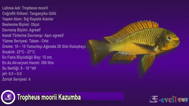 Tropheus moorii Kazumba