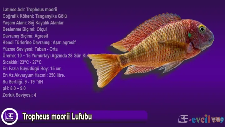Tropheus moorii Lufubu