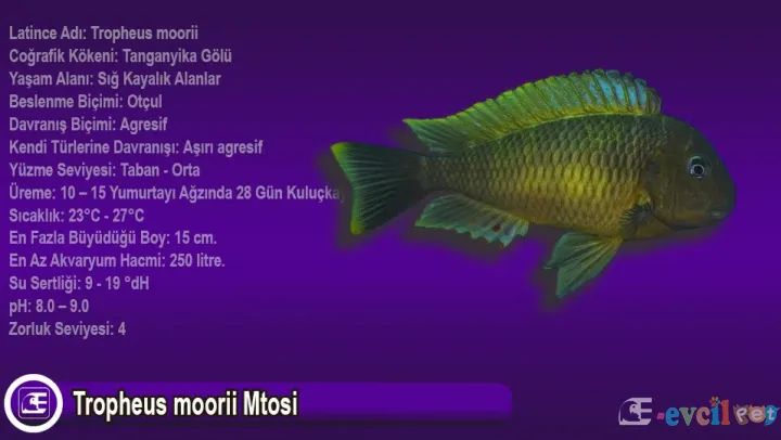 Tropheus moorii Mtosi