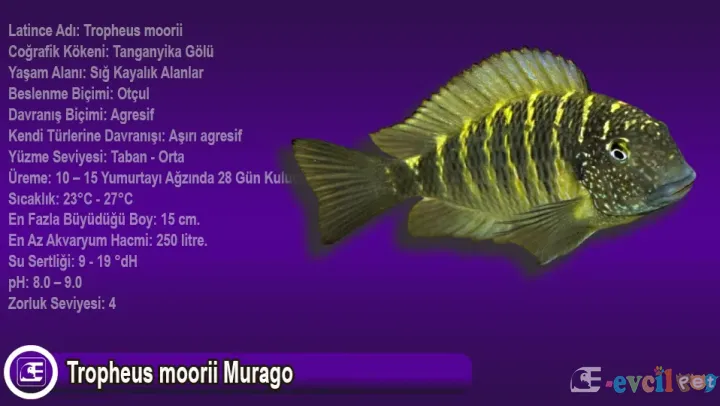 Tropheus moorii Murago