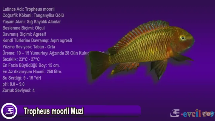 Tropheus moorii Muzi