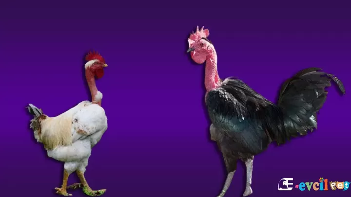 Türken Tavuk Irkı