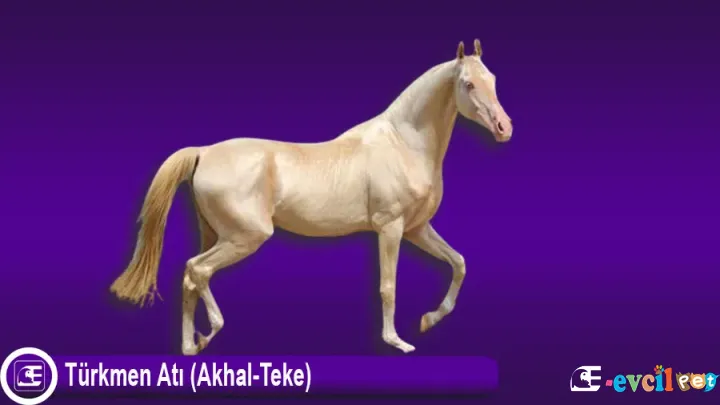 Türkmen Atı